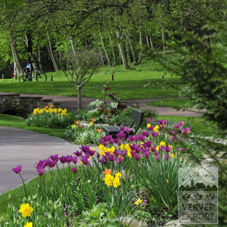 Tulpen 'Purple Dream' (12335) – Bild 2