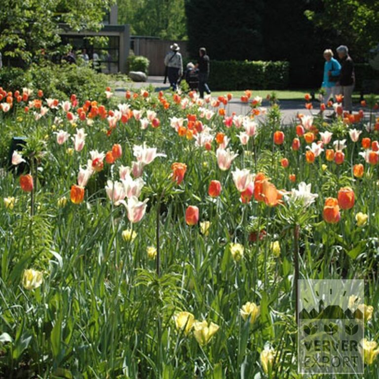 Tulpen 'Formosa' (12321) – Bild 2