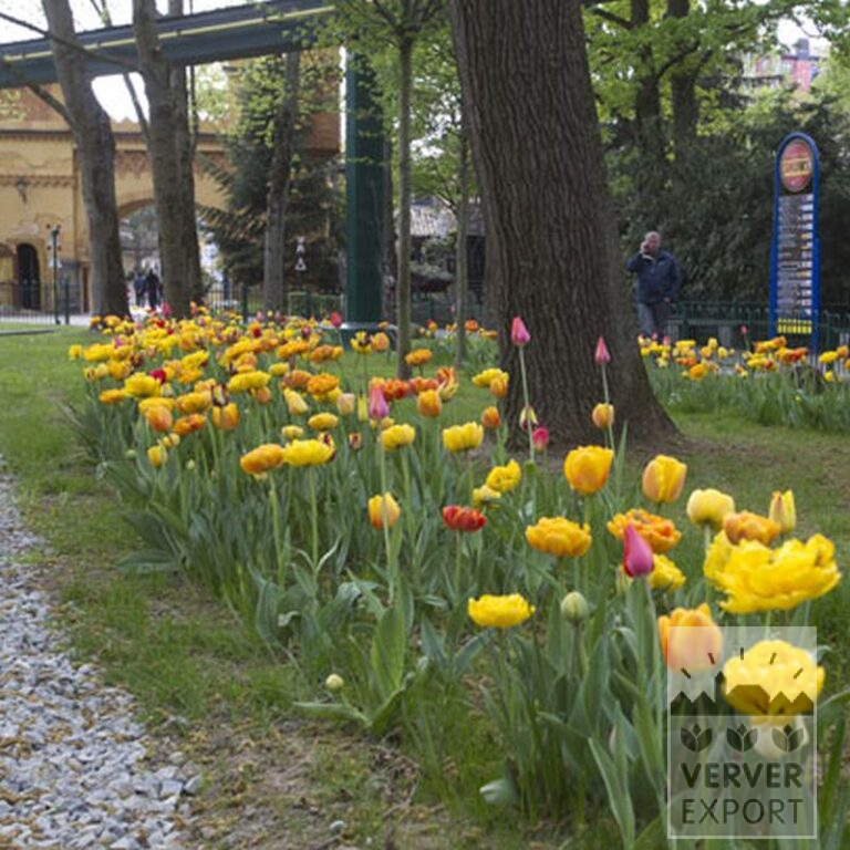 Tulpen 'Helmar' (12211) – Bild 6