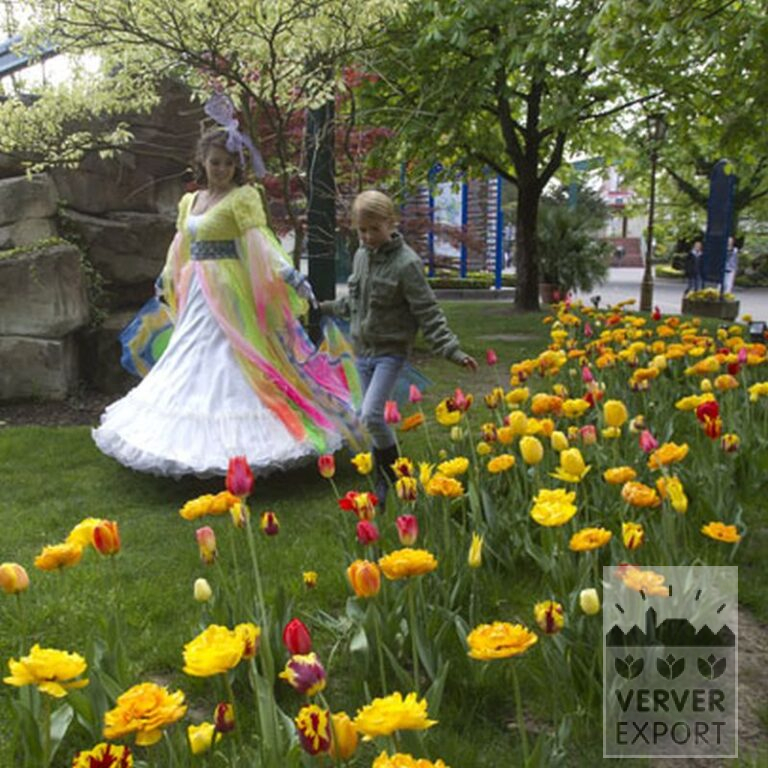 Tulpen 'Helmar' (12211) – Bild 7