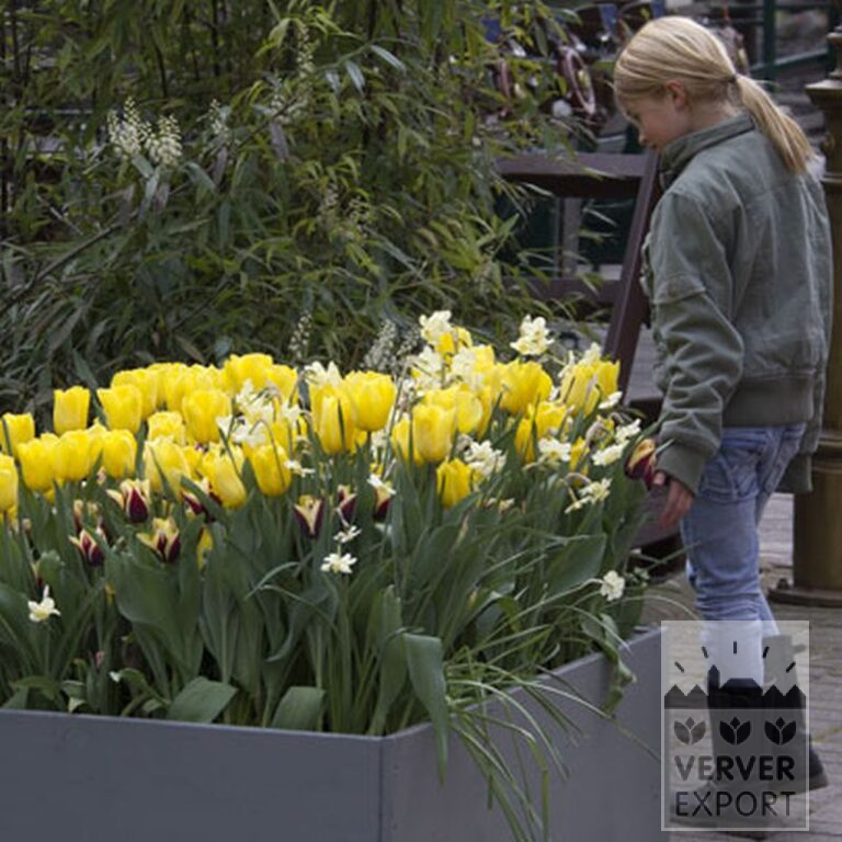 Tulpen 'Gavota' (12134) – Bild 3
