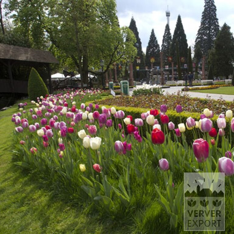 Tulpen 'Pink Impression' (12181) – Bild 5