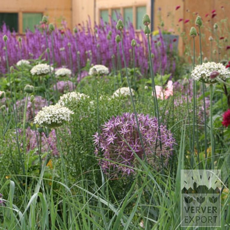 Allium (Zierlauch) cristophii (16003) – Bild 3