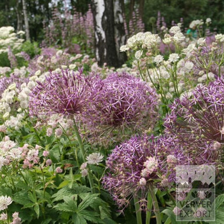 Allium (Zierlauch) cristophii (16003) – Bild 4