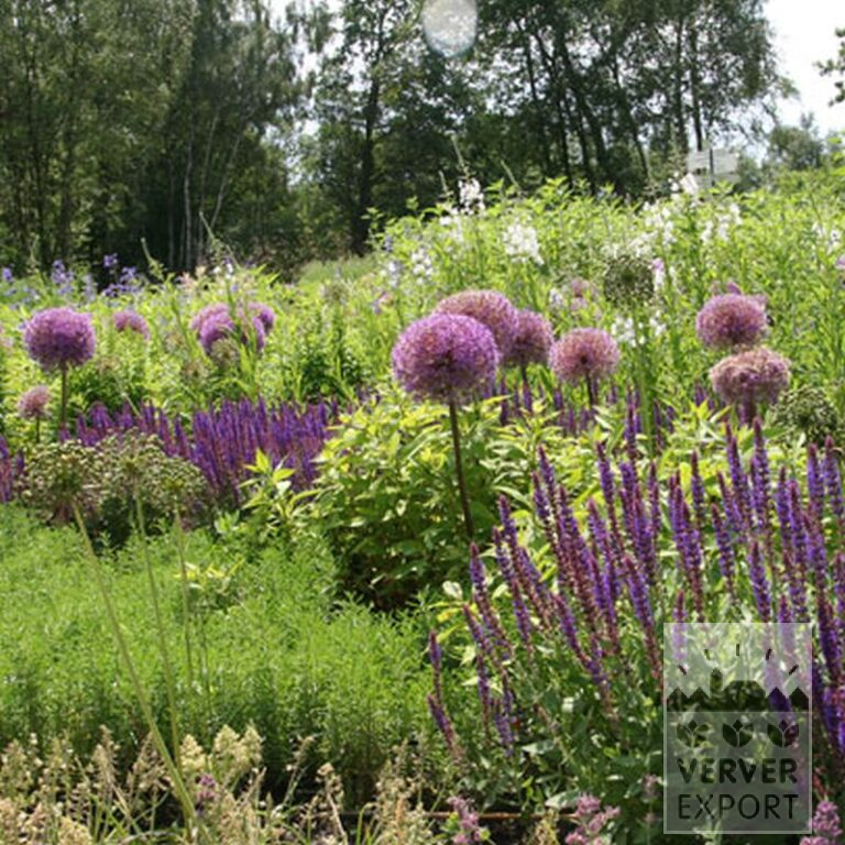 Allium (Zierlauch) giganteum (16006) – Bild 8