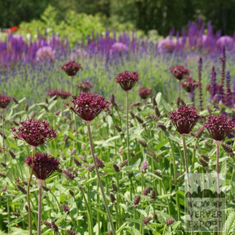 Allium (Zierlauch) atropurpureum (16002) – Bild 2