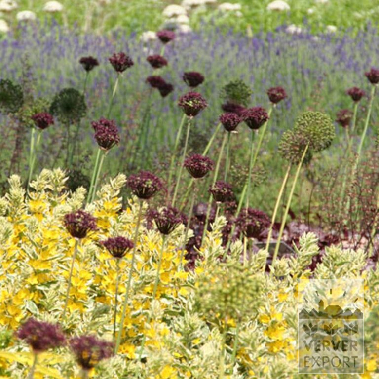 Allium (Zierlauch) atropurpureum (16002) – Bild 3