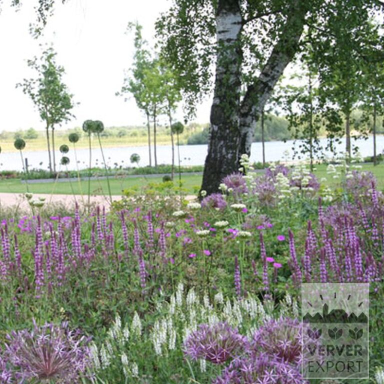 Allium (Zierlauch) aflatunense 'Purple Sensation' (16134) – Bild 4