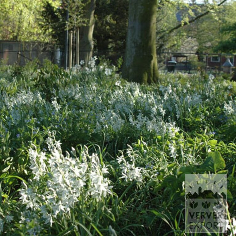 Ornithogalum nutans (16091) – Bild 3