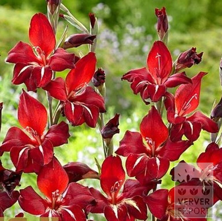 Gladiolus colvillii 'Addi' (23040) – Bild 2
