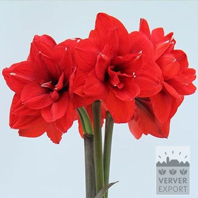 Amaryllis - Innenräumen double 'Double King' (36167) – Bild 2