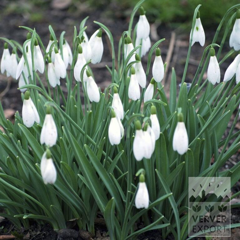 Galanthus (Schneeglöckchen) nivalis 'Atkinsii' (16220) – Bild 2