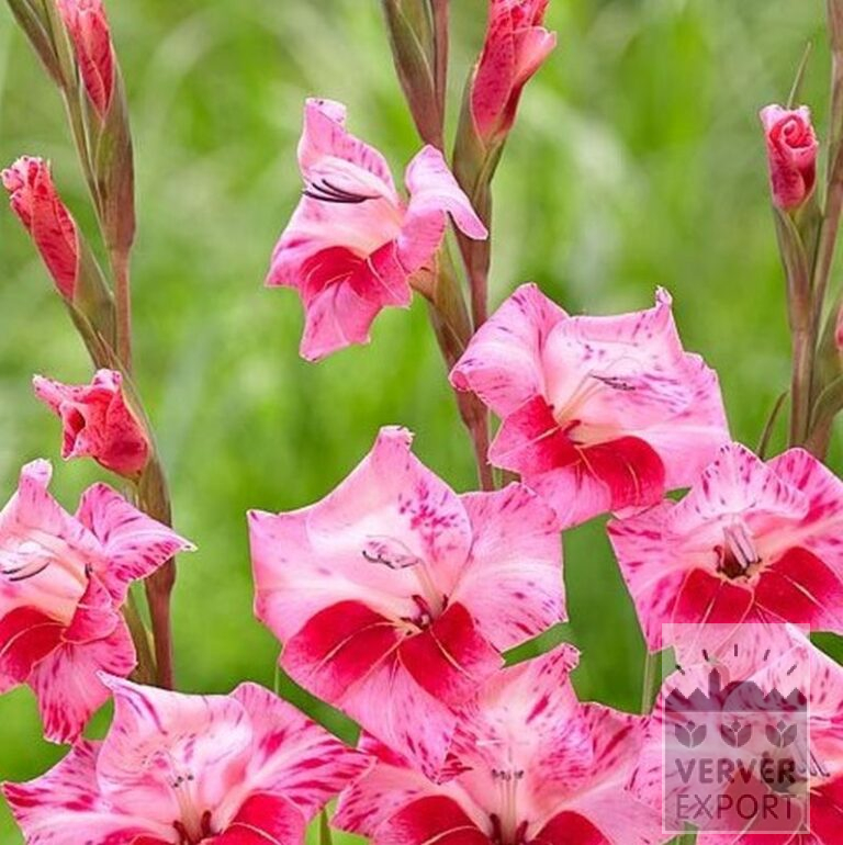 Gladiolus tubergenii 'Bibi' (23043) – Bild 2