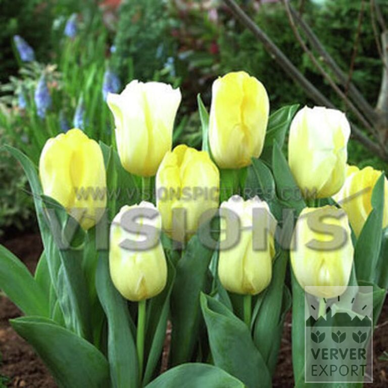Tulpen 'Calgary Flames' (12826) – Bild 2