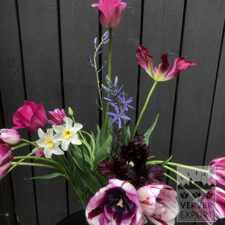 Mischungen Verver 'Purple Kiss' © (11744) – Bild 2