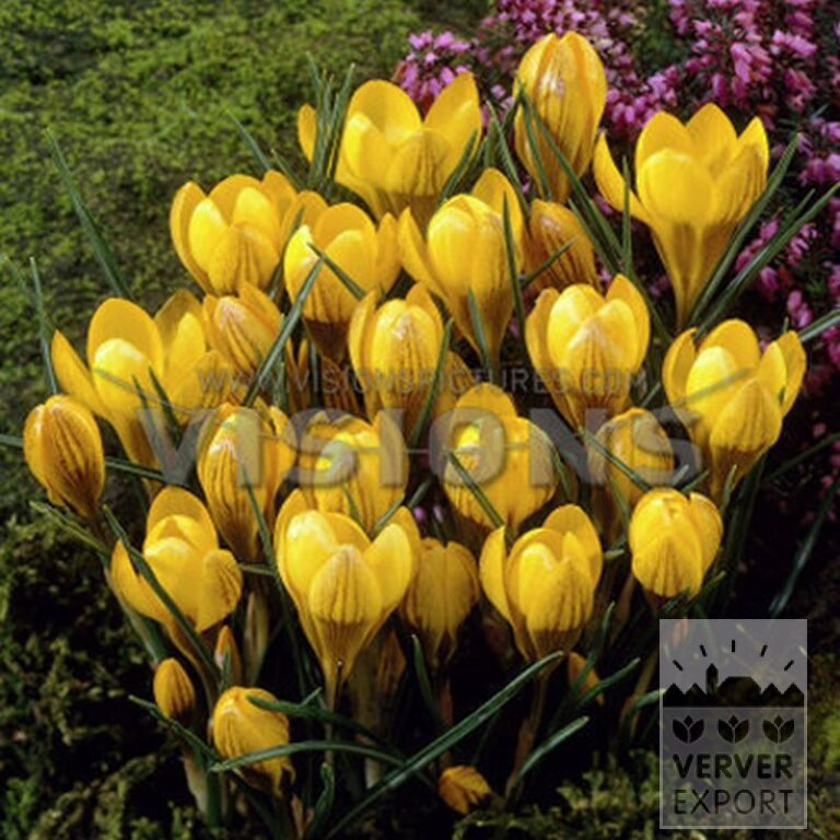 Krokusse chrysanthus 'Fuscotinctus' (14030)