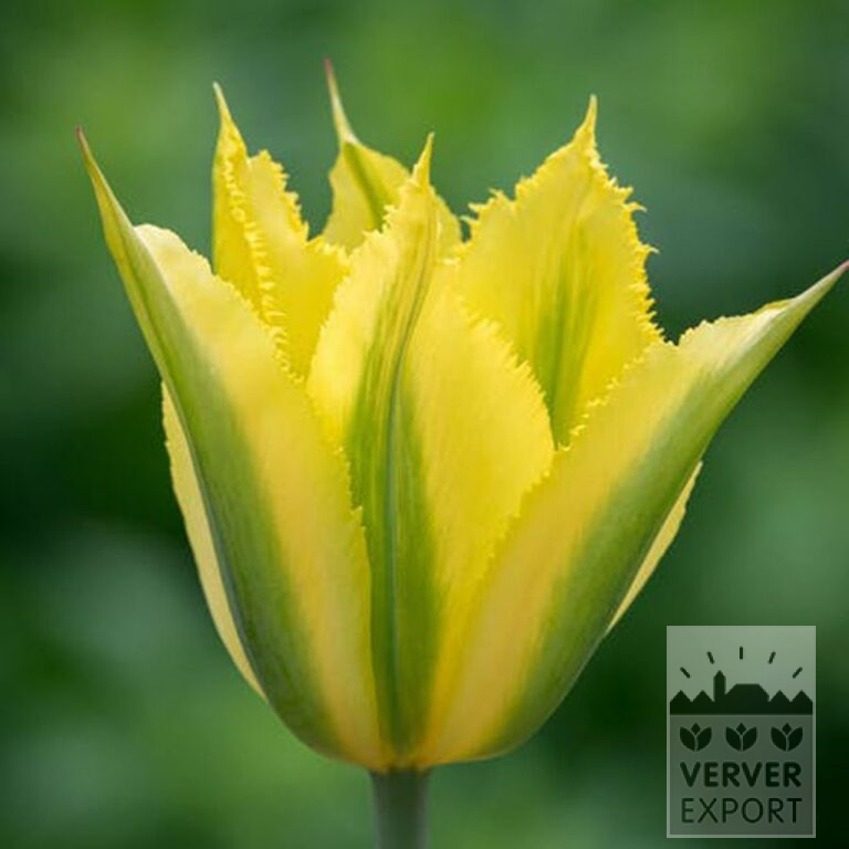 Tulpen 'Green Mile' (12803) – Bild 2