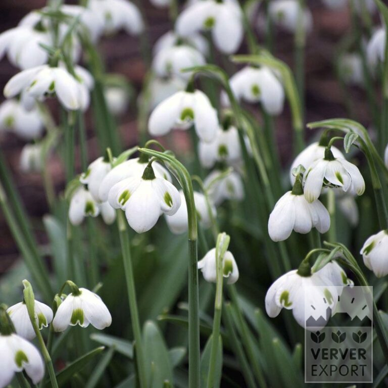 Galanthus (Schneeglöckchen) plicatus 'Hippolyta' (16218) – Bild 2