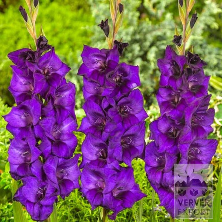 Gladiolus 'Mombasa' (23037) – Bild 2