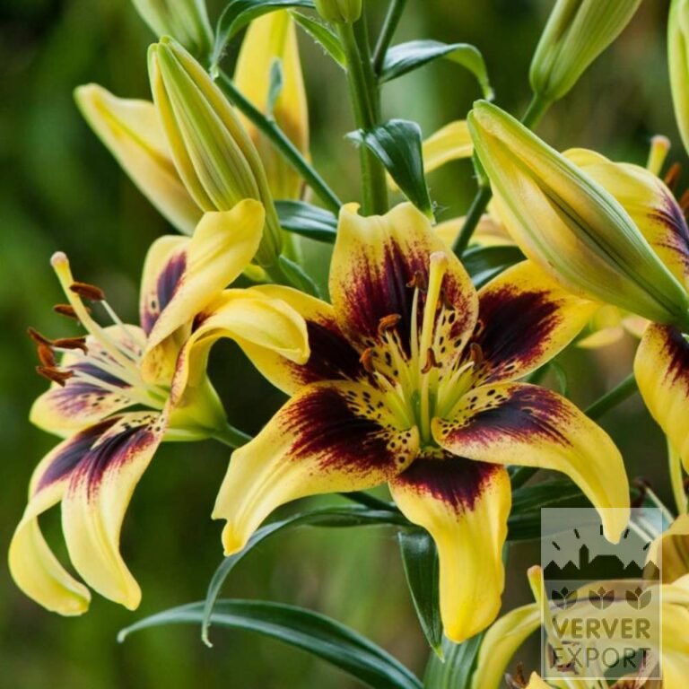 Lilium 'Pieton' (24094) – Bild 2