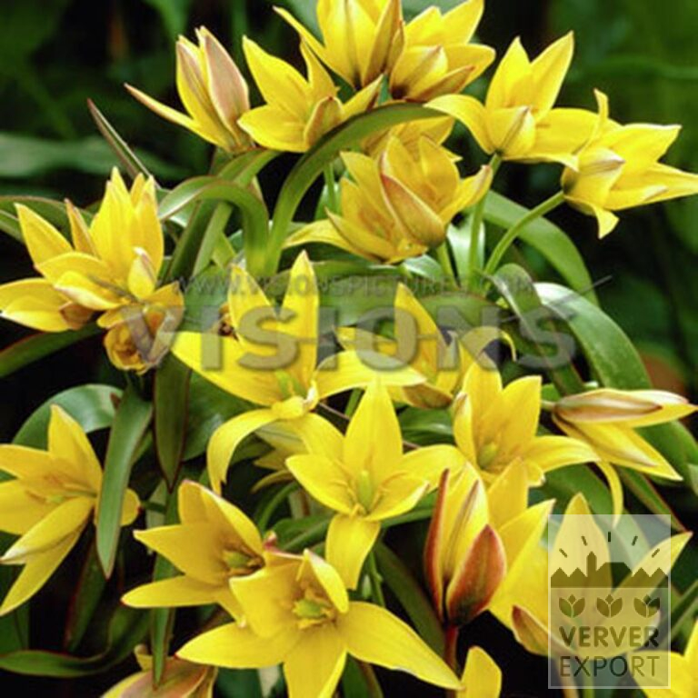 Tulpen urumiensis (12754) – Bild 2
