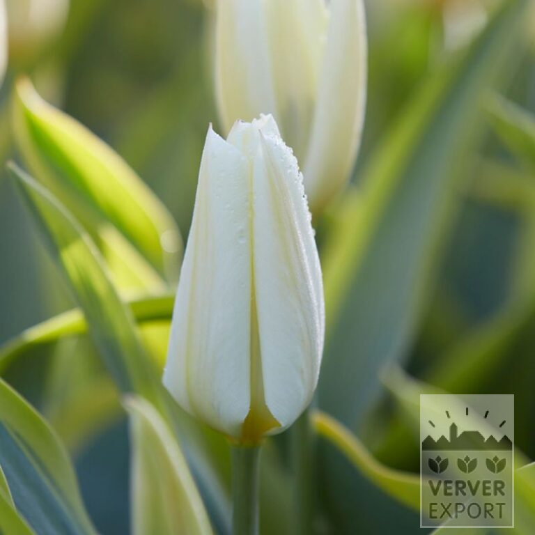 Tulpen 'Purissima Blonde' (12819) – Bild 2