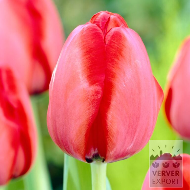 Bio-Blumenzwiebeln bio Tulipa 'Red Impression' (12624) – Bild 2