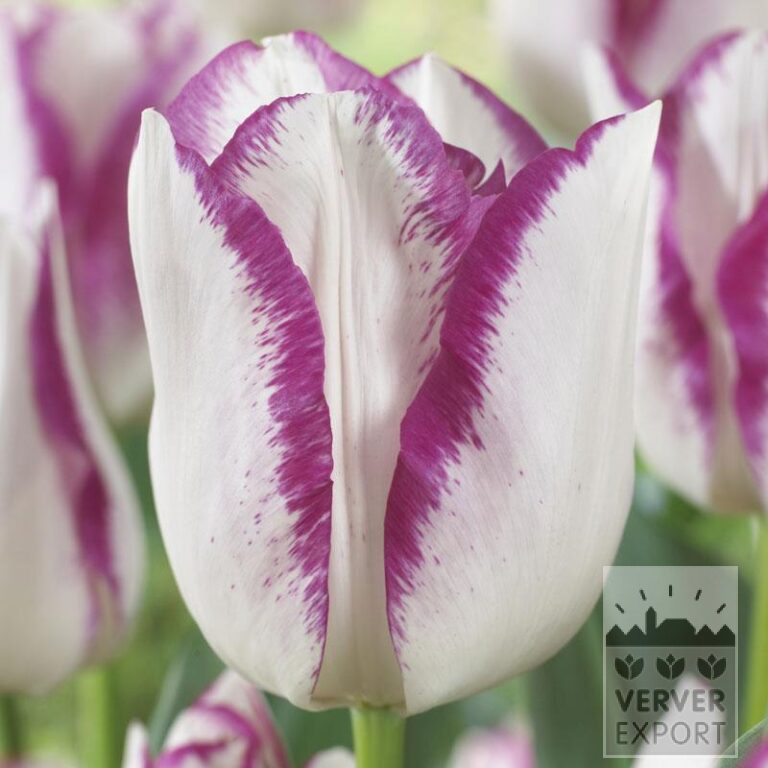 Tulpen 'Affaire' (12773) – Bild 2