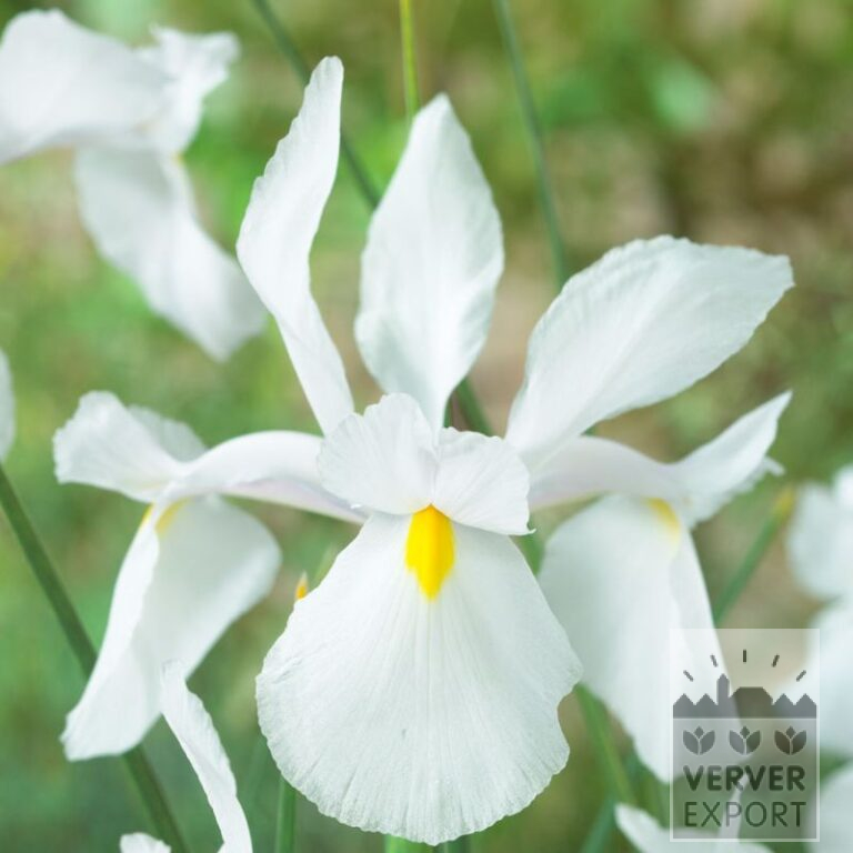 Höllandische Iris 'Casablanca' (36073) – Bild 2