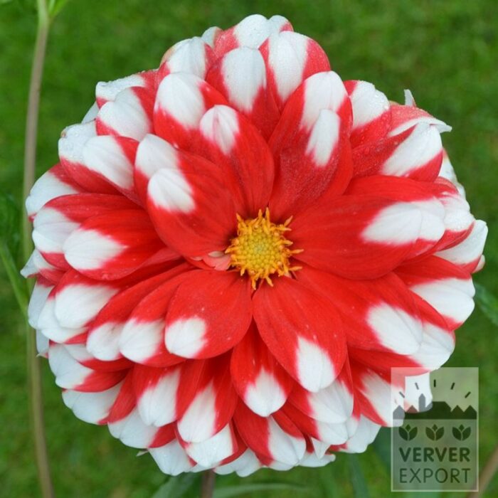 Dahlien 'Booster' (22415)