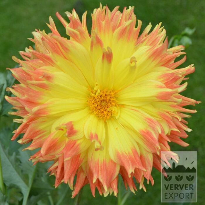 Dahlien 'Fjoer' (22416)