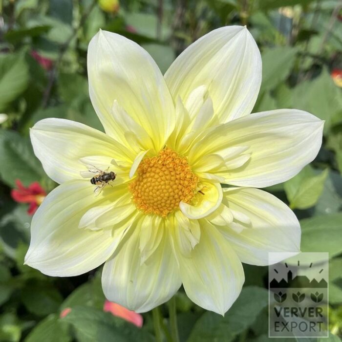 Dahlien 'Guusje' (22417)
