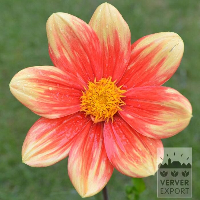 Dahlien 'Sabina' (22419)