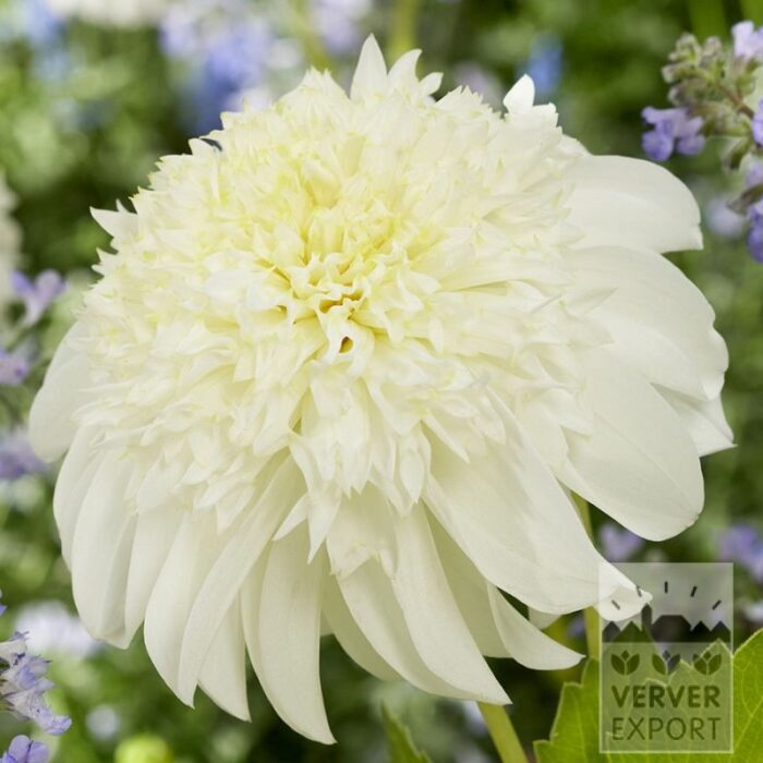 Dahlien 'Zahra' (22420)