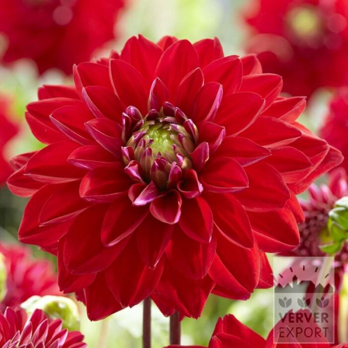 Dahlien 'All Directions' (22428)