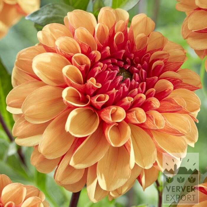 Dahlien 'American Sunset' (22429)
