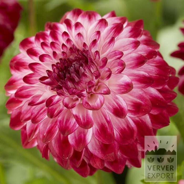 Dahlien 'Caproz Pizzazz' (22431)