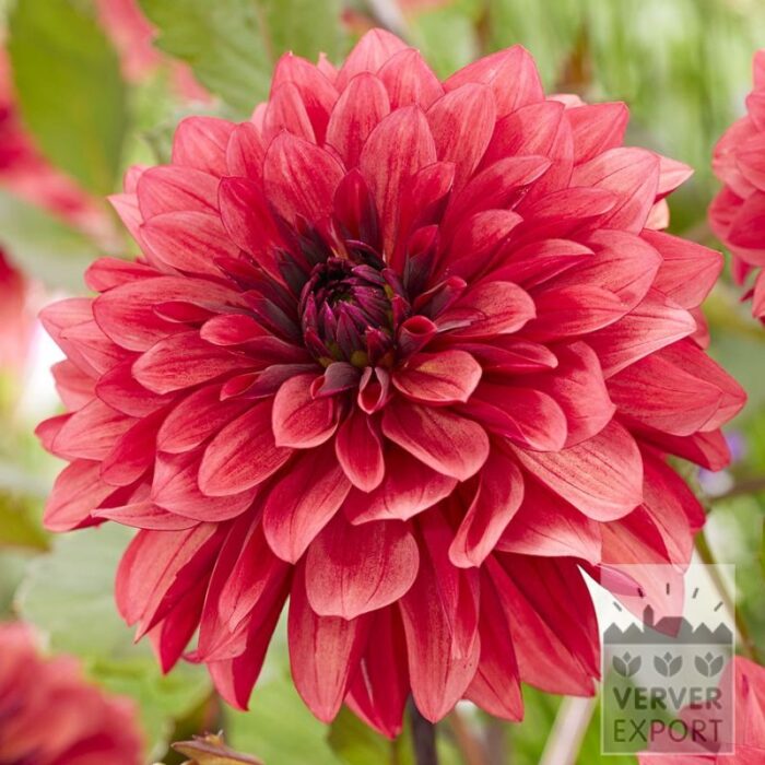 Dahlien 'Danique' (22432)