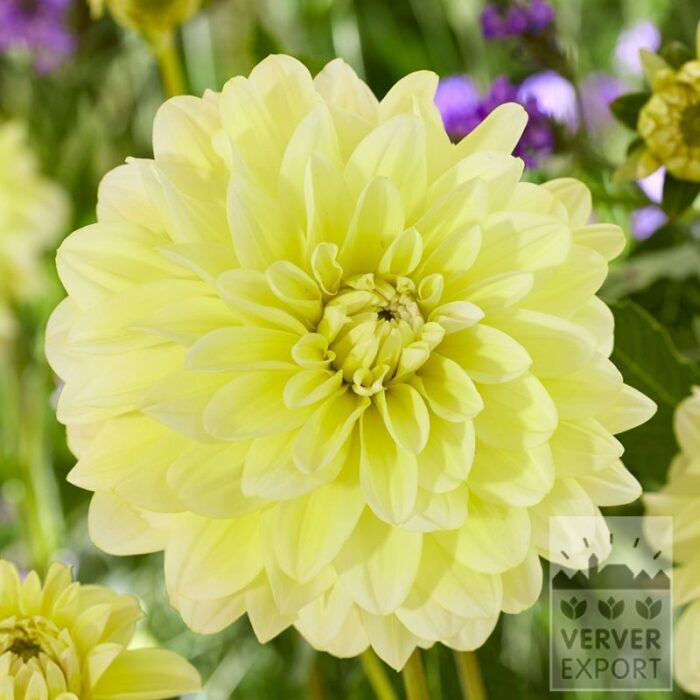 Dahlien 'Innocent Silence' (22433)