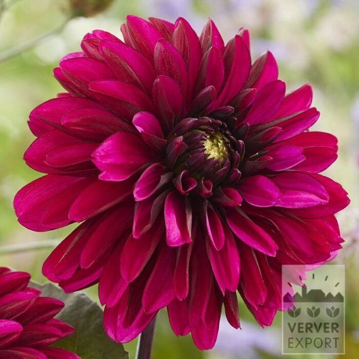 Dahlien 'Jennifer Mary Ellen' (22434)
