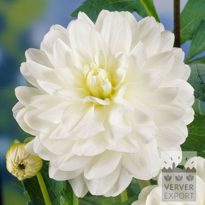 Dahlien 'Le Castel' (22435)