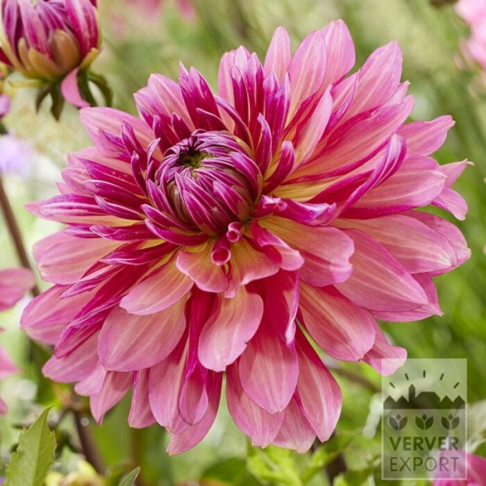 Dahlien 'Missis Dutch' (22436)