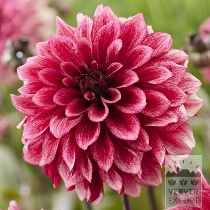 Dahlien 'Night Silence' (22437)