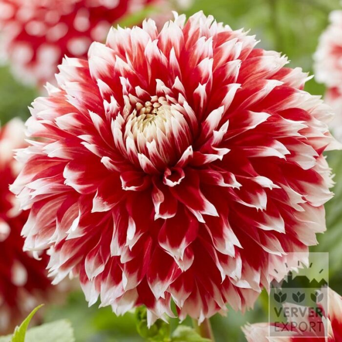 Dahlien 'Noël' (22438)