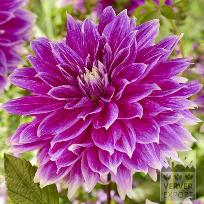 Dahlien 'Prämie 18' (22439)