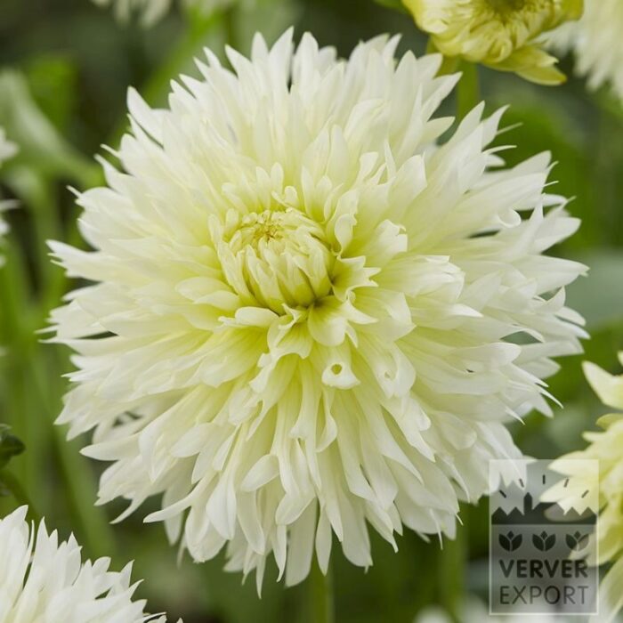 Dahlien 'Ice Crystal' (22440)