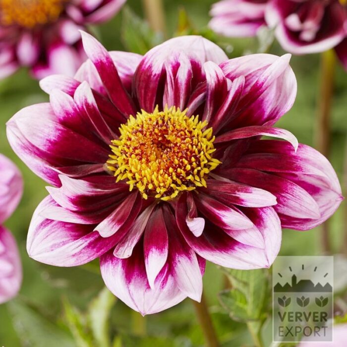 Dahlien 'Liquid Desire' (22441)