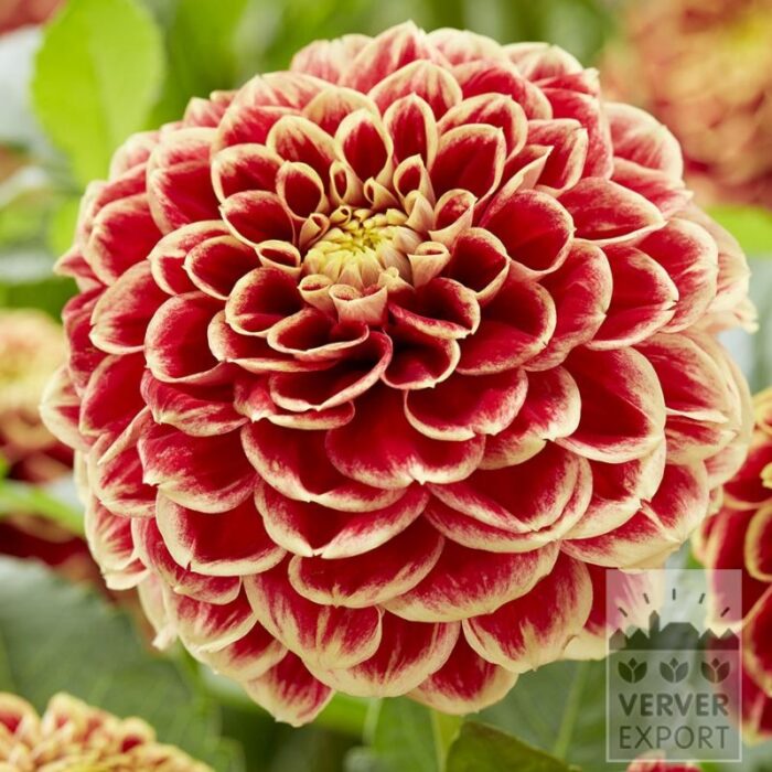 Dahlien 'Jowey Hubert' (22443)