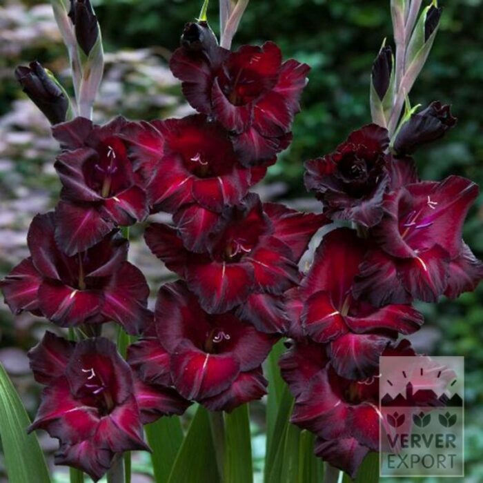 Gladiolus 'Back Star' (23047)