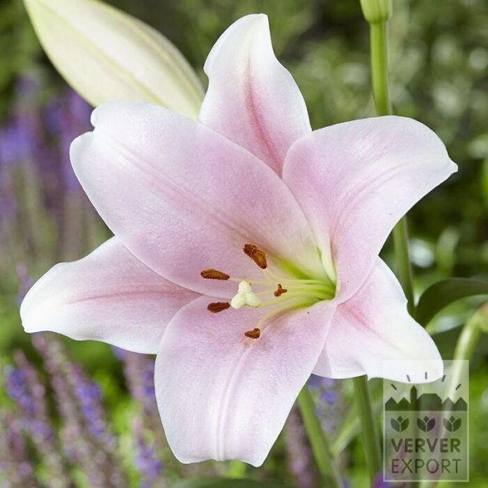 Lilium 'Magnefique' (24115)